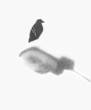 Oiseau — Dent Creuse